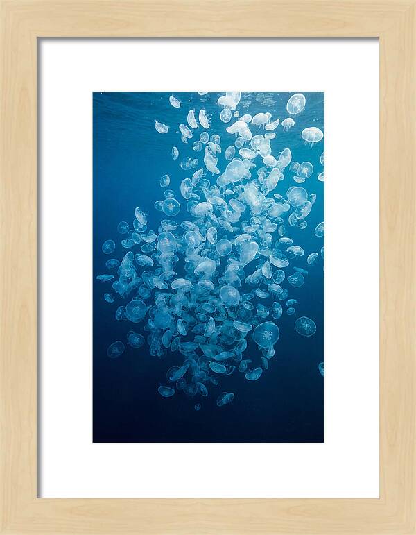Jellyfish Bloom