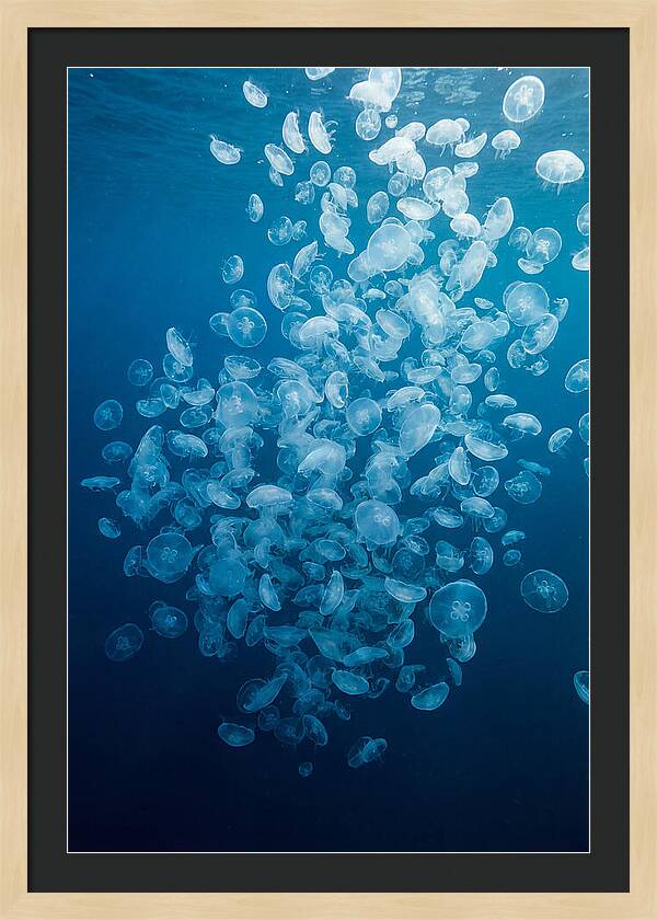 Jellyfish Bloom