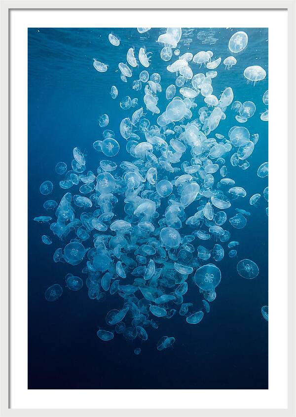 Jellyfish Bloom