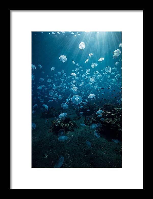 Jellyfish Bloom Underwater