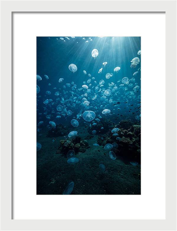 Jellyfish Bloom Underwater