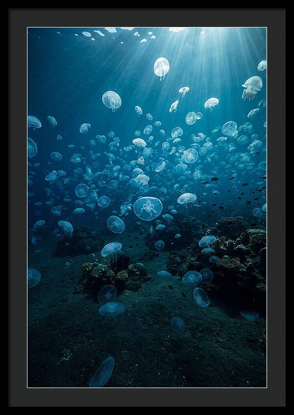 Jellyfish Bloom Underwater
