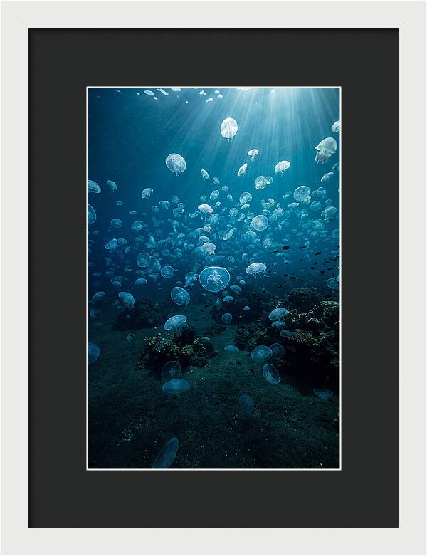 Jellyfish Bloom Underwater