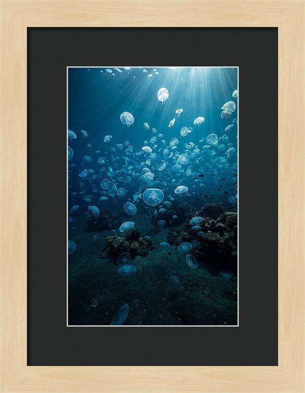 Jellyfish Bloom Underwater