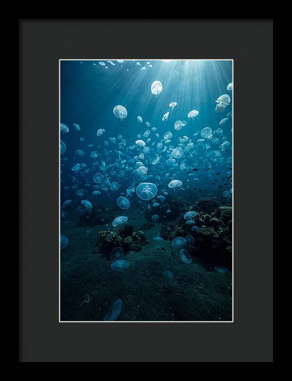 Jellyfish Bloom Underwater