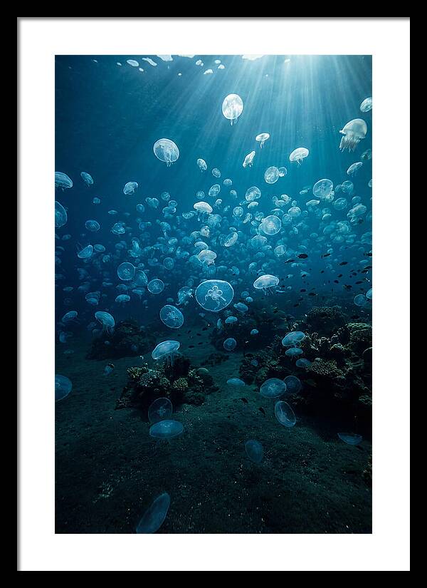 Jellyfish Bloom Underwater