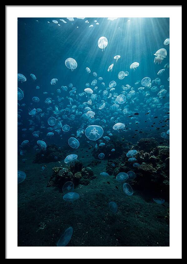 Jellyfish Bloom Underwater