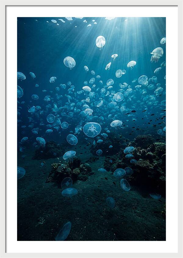 Jellyfish Bloom Underwater