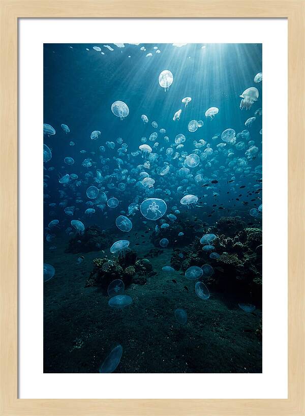 Jellyfish Bloom Underwater