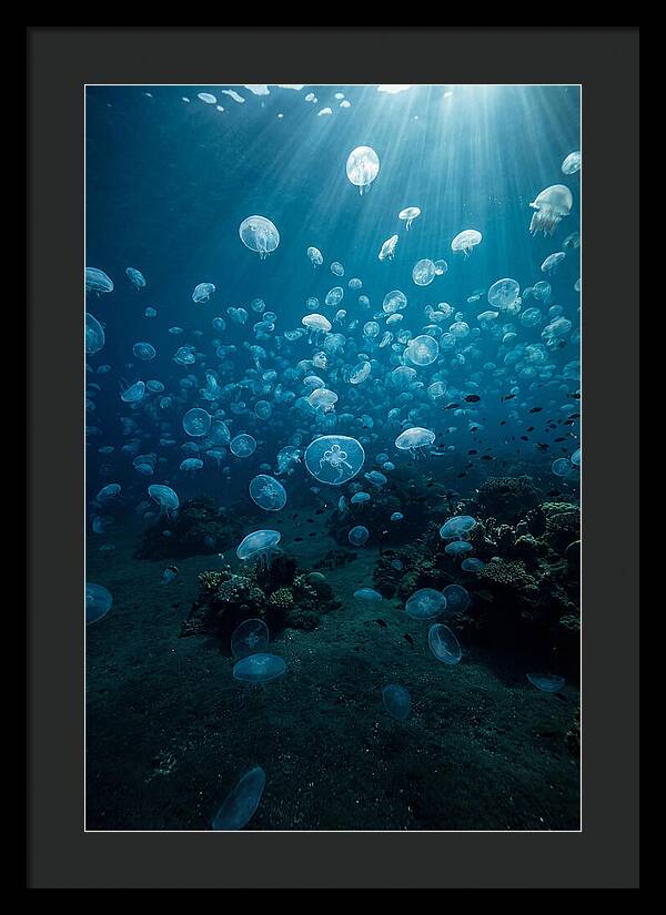 Jellyfish Bloom Underwater