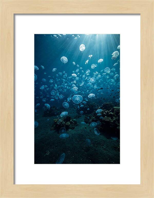Jellyfish Bloom Underwater