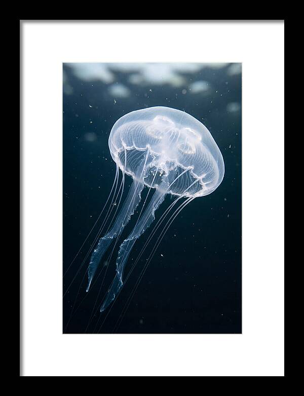 Jellyfish Elegance Underwater