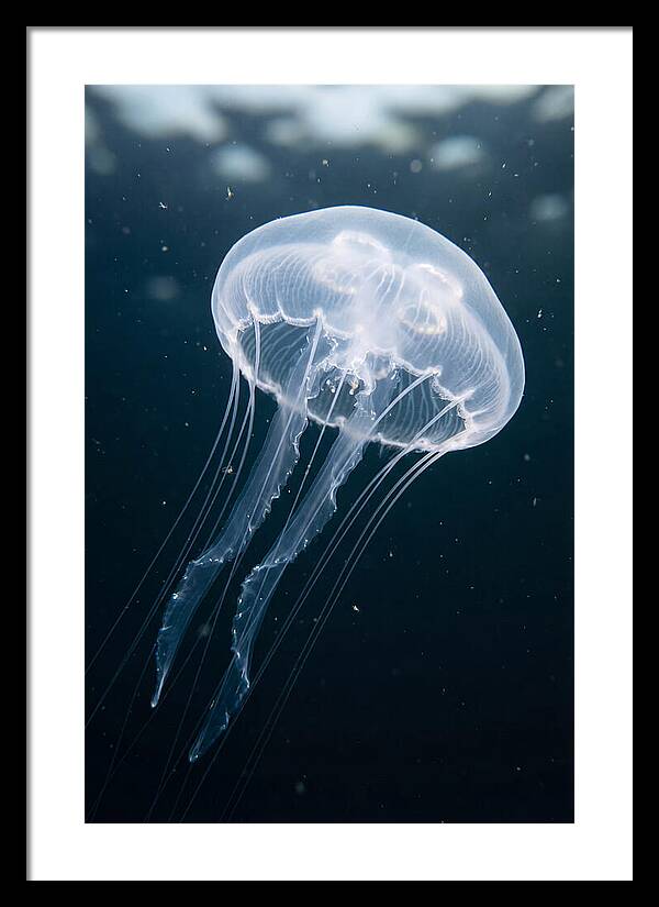 Jellyfish Elegance Underwater