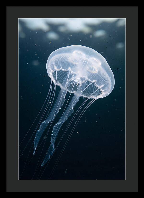 Jellyfish Elegance Underwater