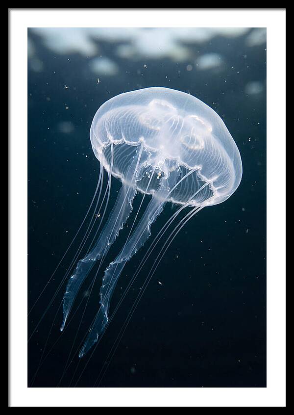 Jellyfish Elegance Underwater
