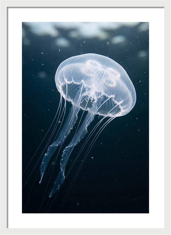 Jellyfish Elegance Underwater