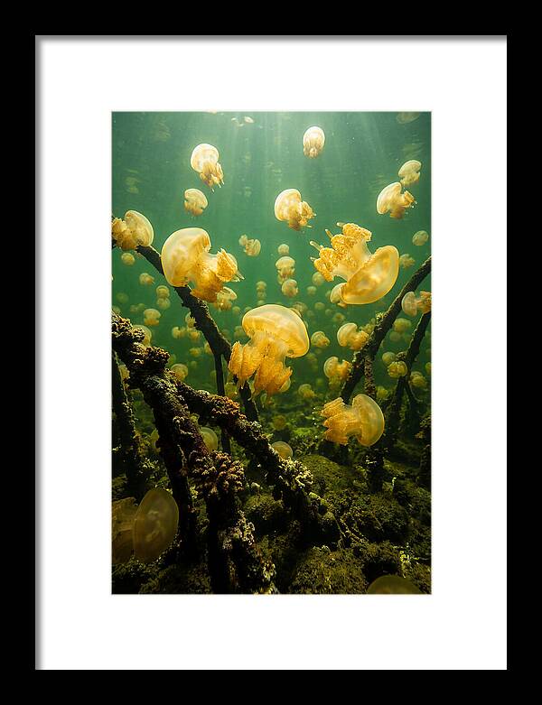 Jellyfish Lake Serenity