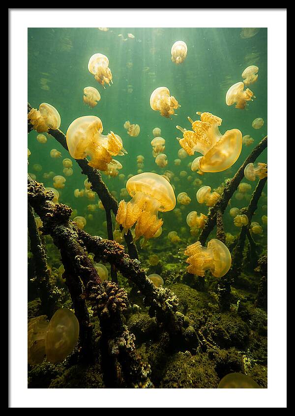 Jellyfish Lake Serenity