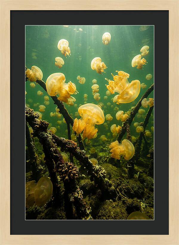 Jellyfish Lake Serenity