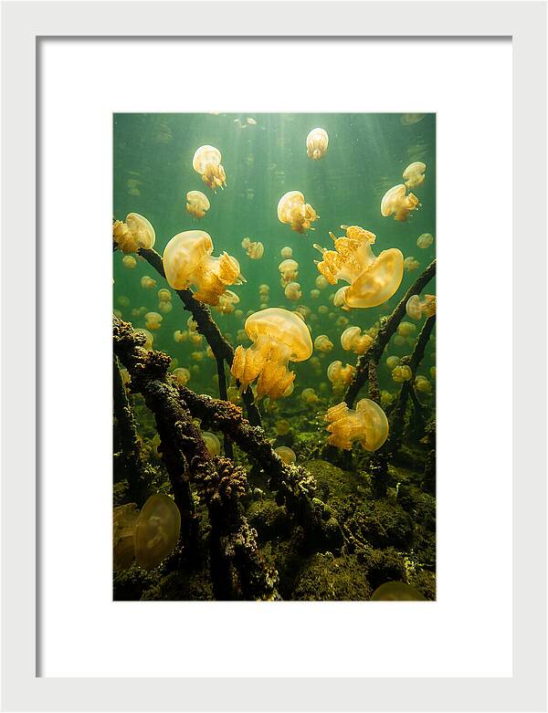 Jellyfish Lake Serenity