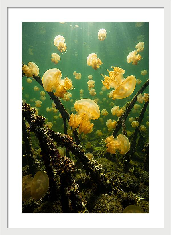 Jellyfish Lake Serenity
