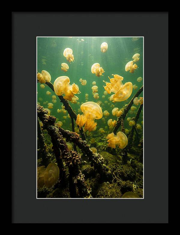 Jellyfish Lake Serenity