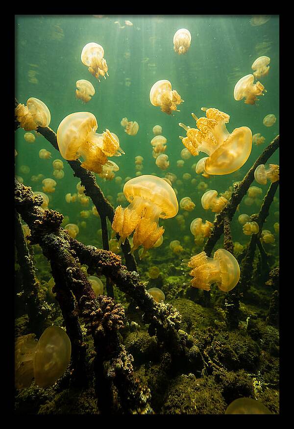 Jellyfish Lake Serenity
