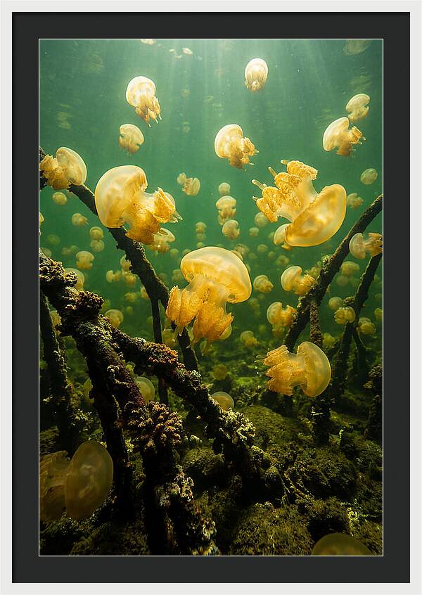 Jellyfish Lake Serenity