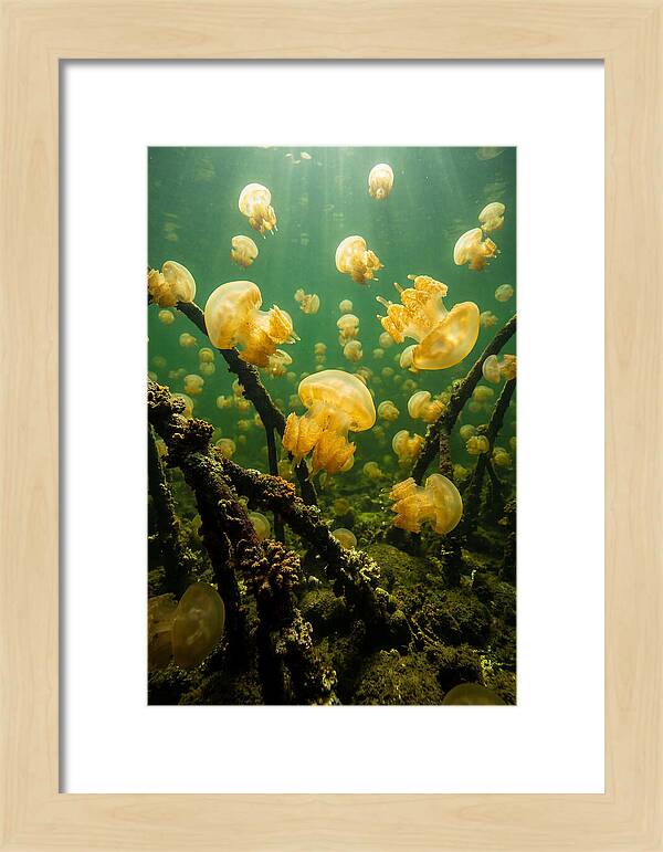 Jellyfish Lake Serenity