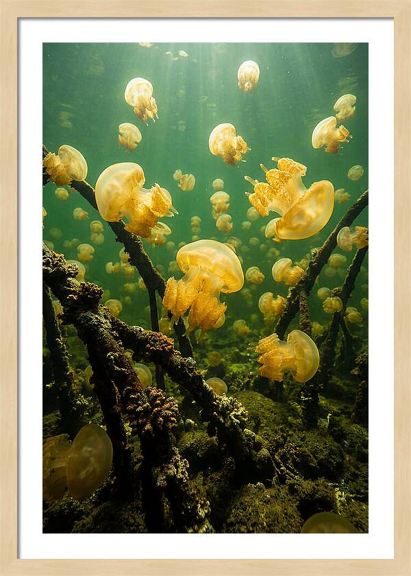 Jellyfish Lake Serenity