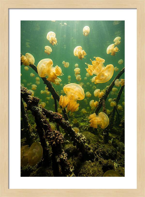 Jellyfish Lake Serenity