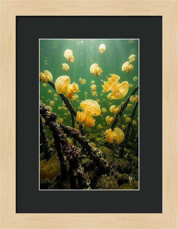 Jellyfish Lake Serenity