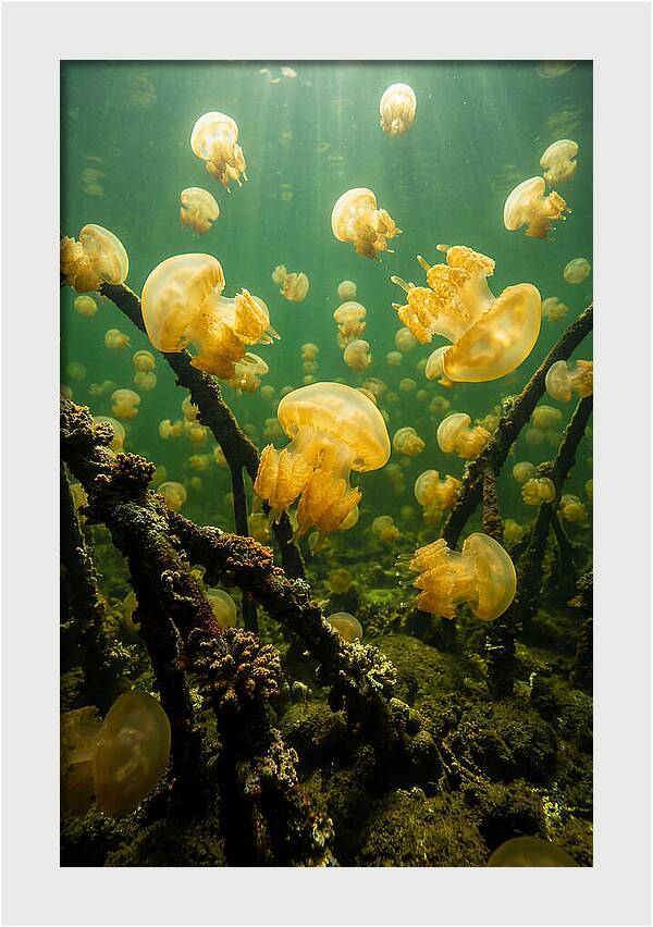 Jellyfish Lake Serenity