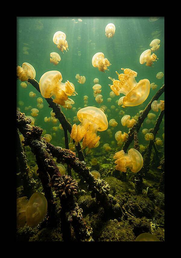 Jellyfish Lake Serenity