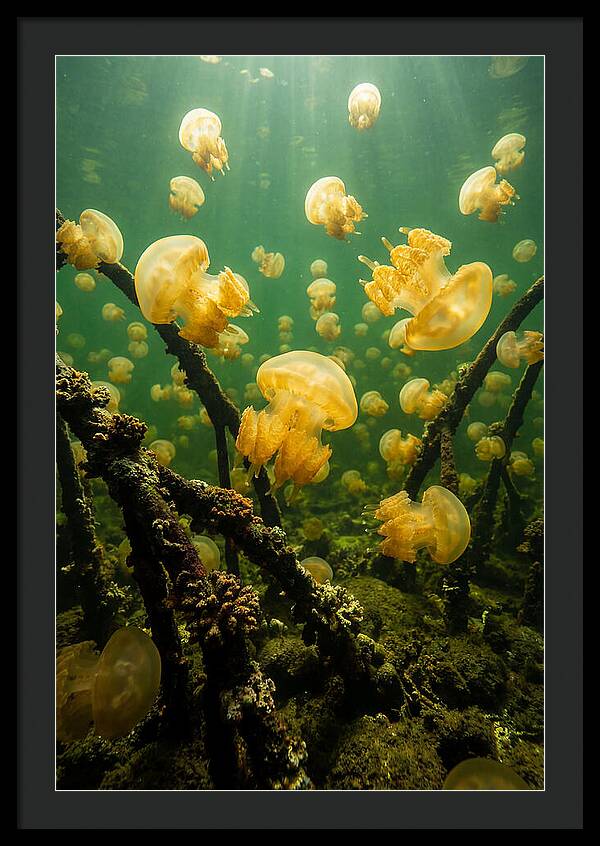 Jellyfish Lake Serenity
