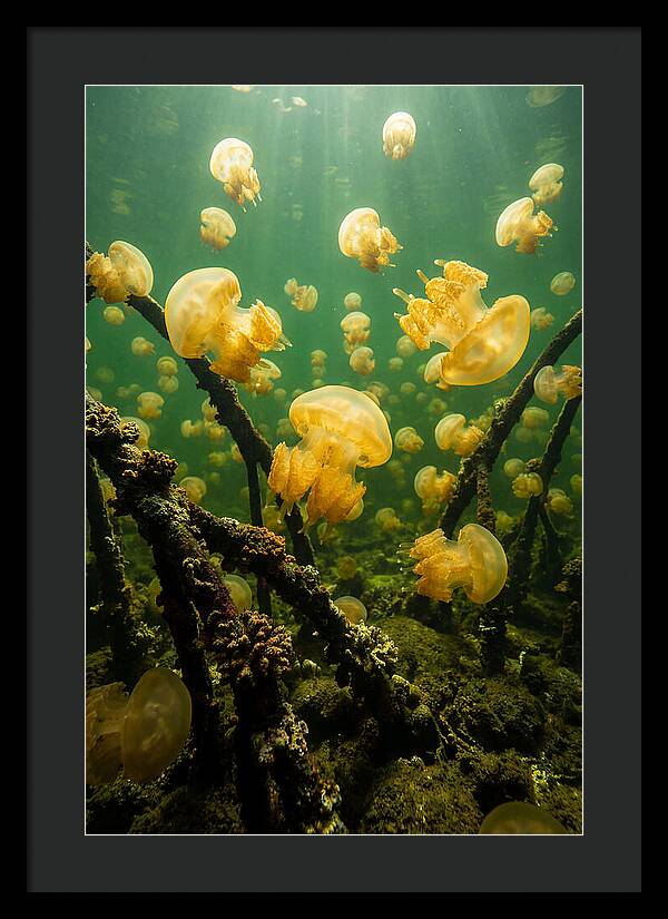 Jellyfish Lake Serenity