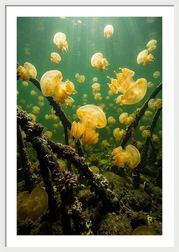 Jellyfish Lake Serenity
