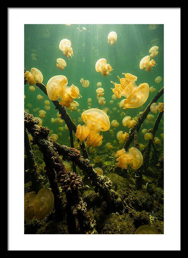 Jellyfish Lake Serenity