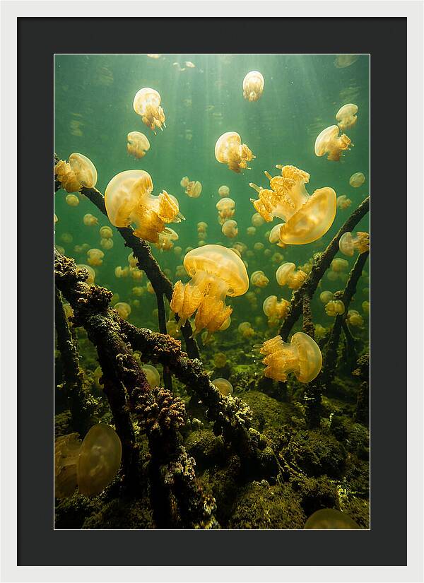 Jellyfish Lake Serenity
