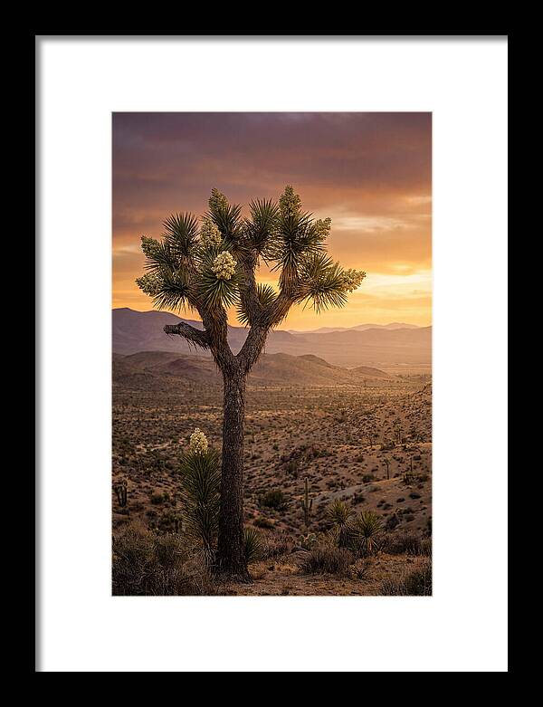 Joshua Tree Bloom At Sunset