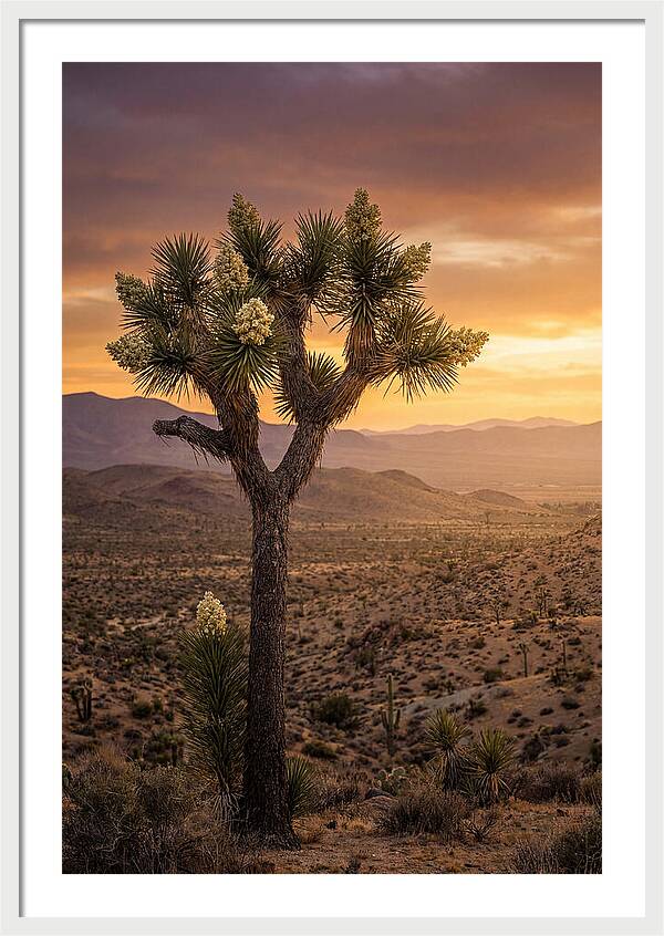 Joshua Tree Bloom At Sunset