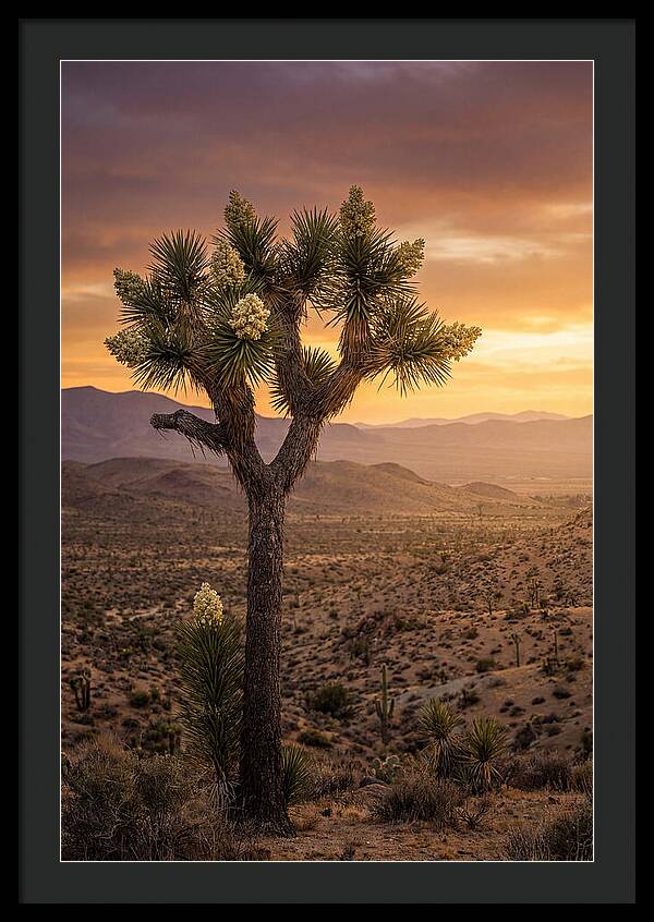 Joshua Tree Bloom At Sunset