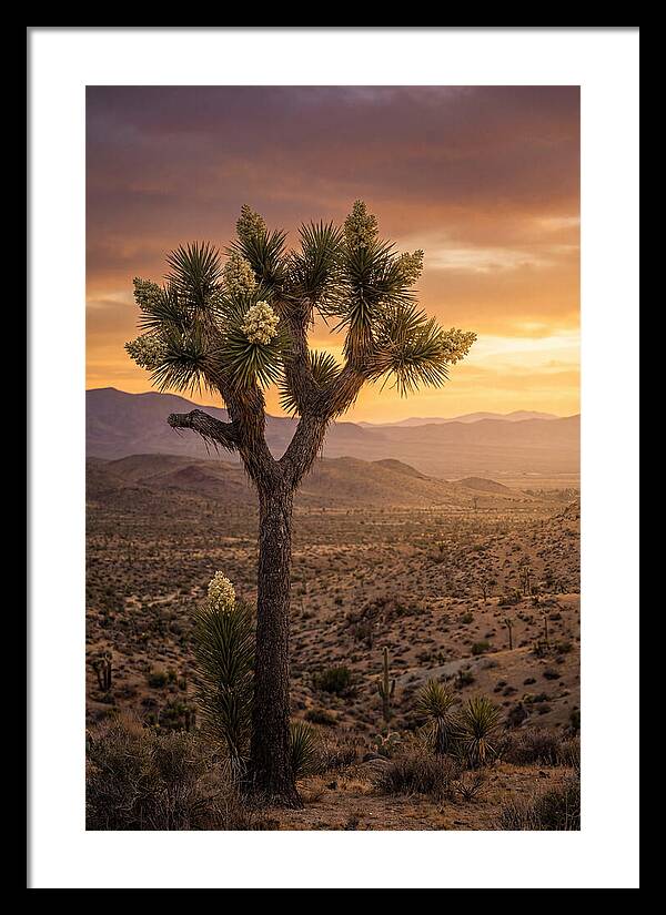 Joshua Tree Bloom At Sunset
