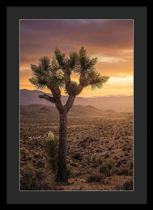 Joshua Tree Bloom At Sunset