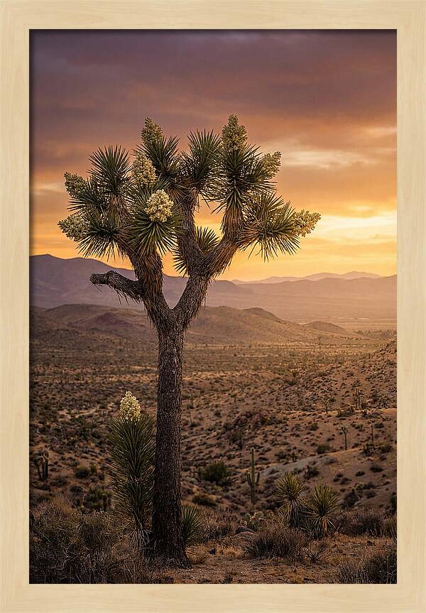 Joshua Tree Bloom At Sunset