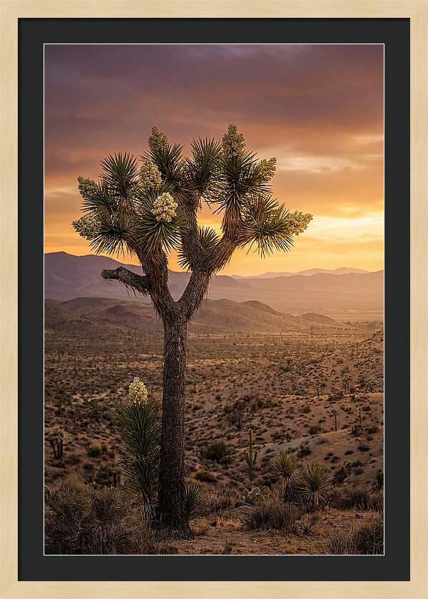 Joshua Tree Bloom At Sunset