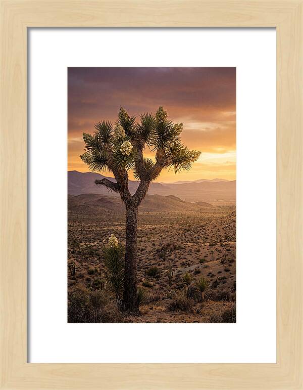Joshua Tree Bloom At Sunset