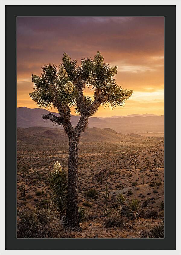 Joshua Tree Bloom At Sunset