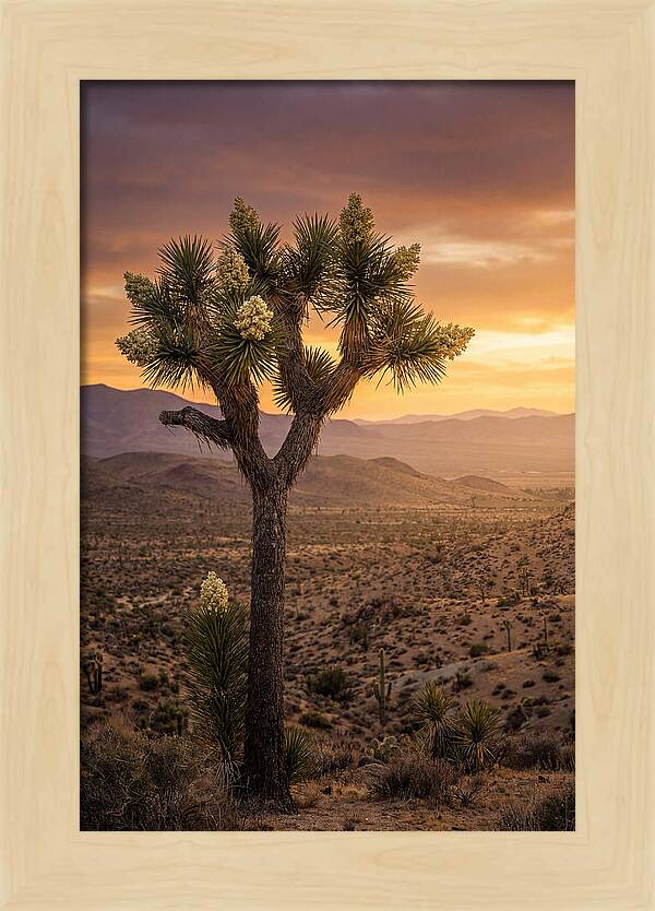 Joshua Tree Bloom At Sunset
