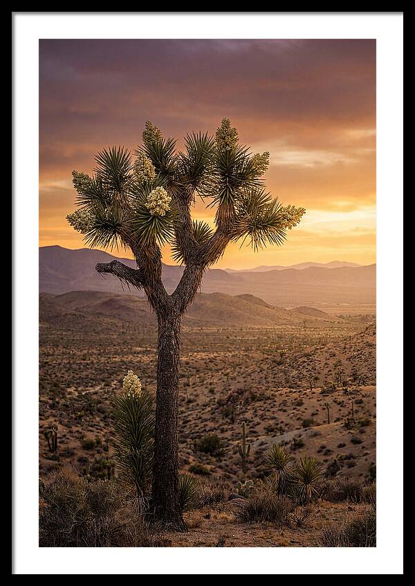 Joshua Tree Bloom At Sunset